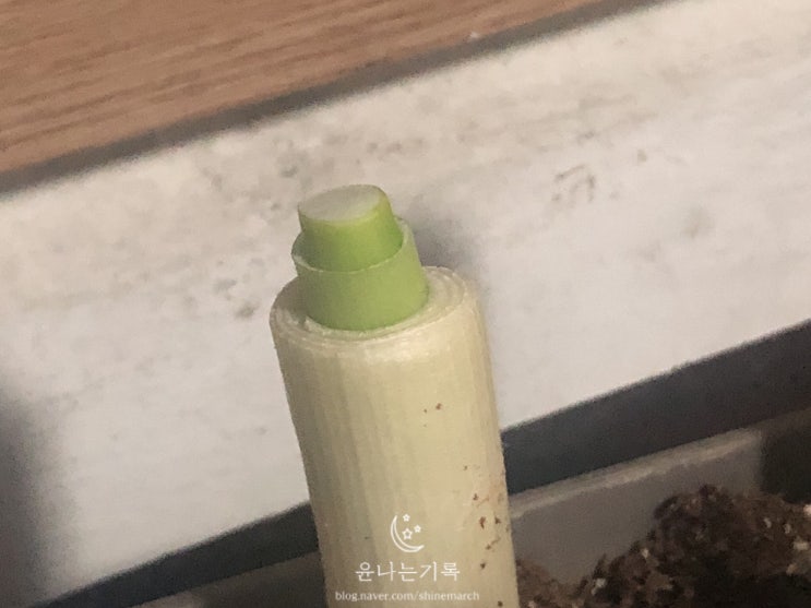  [대파키우기] 190126 3일차