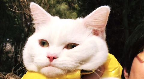  아차산 등산중 심통난 고양이 꼬비