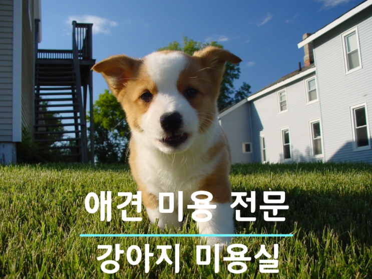 비즈링 KT링고 음원제작 애견샾 강아지미용 전문! 스마트비즈링!