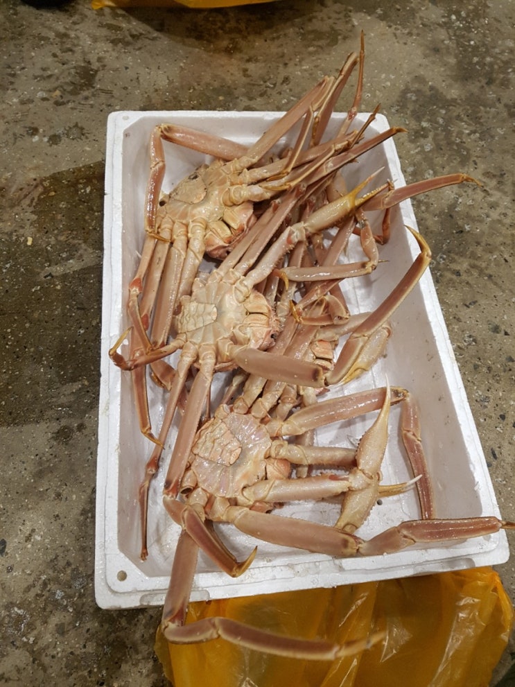  노량진 수산시장 대게 경매로 싸게 사는 방법 대공개!!!