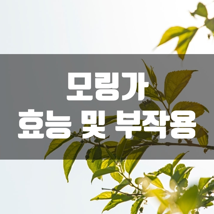  모링가 효능 및 부작용