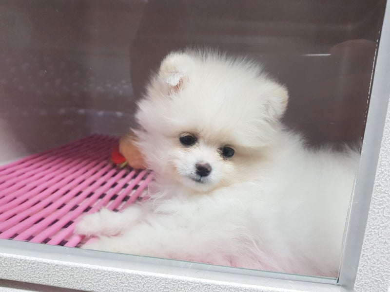 캣츠앤독스