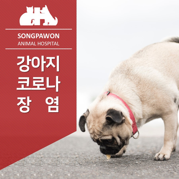  강아지 코로나 장염 - 송파원동물병원 (송파구 동물병원 강아지 고양이 동물검역 건강검진 예방접종 내시경 강아지 애견미용)