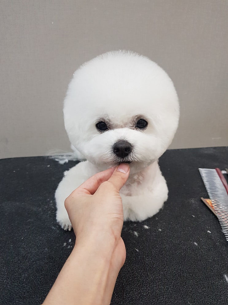  설!구정연휴!안전운전과함께맛난거많이드세요~!인천 애견미용 애견가위컷전문 부평.청라 아기강아지!