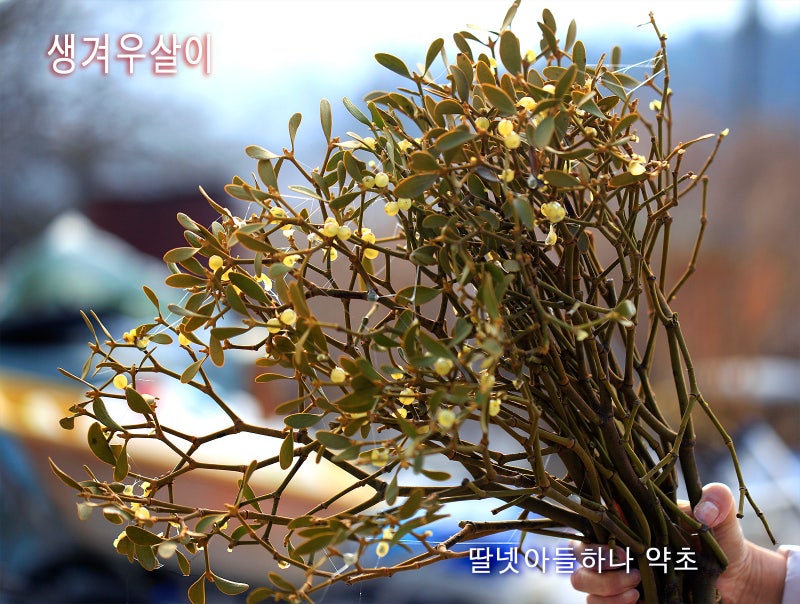 말린 겨우살이를 파는 곳!수확 시기, 사용 방법 및 먹는 방법을 알 수 있습니다.