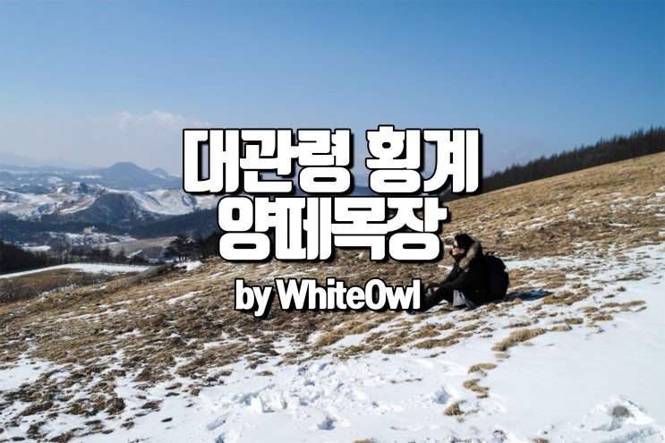  대관령 양떼목장 겨울 한국의 알프스 횡계 양떼목장 1박2일 여행 겨울 내일로 코스