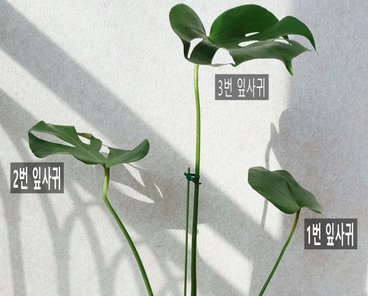  몬스테라 새잎 나올 준비 중