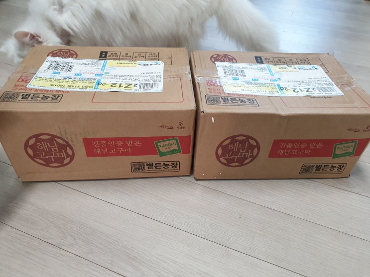  첫사랑 꿀고구마 맛있었지만 실망도 했다.