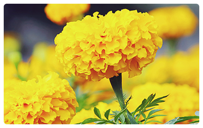  마리골드 효능 잘알아보자!