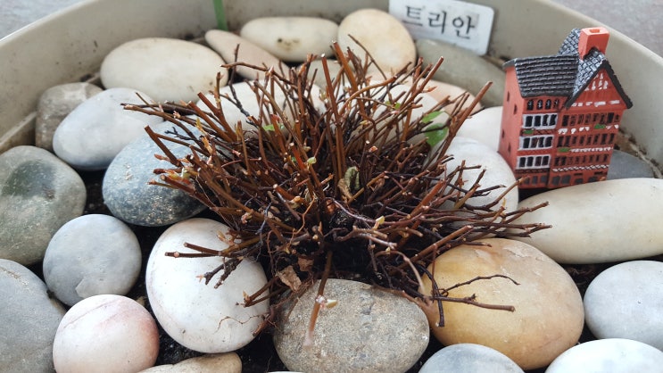  베란다 초록이 시들어버린 트리안 삭발