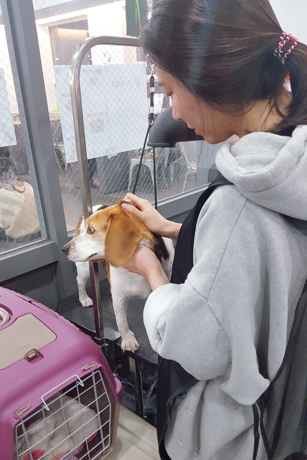  비구협 바니 임보일기 ) 강아지 수제간식 어묵 만들기. 셀프목욕방