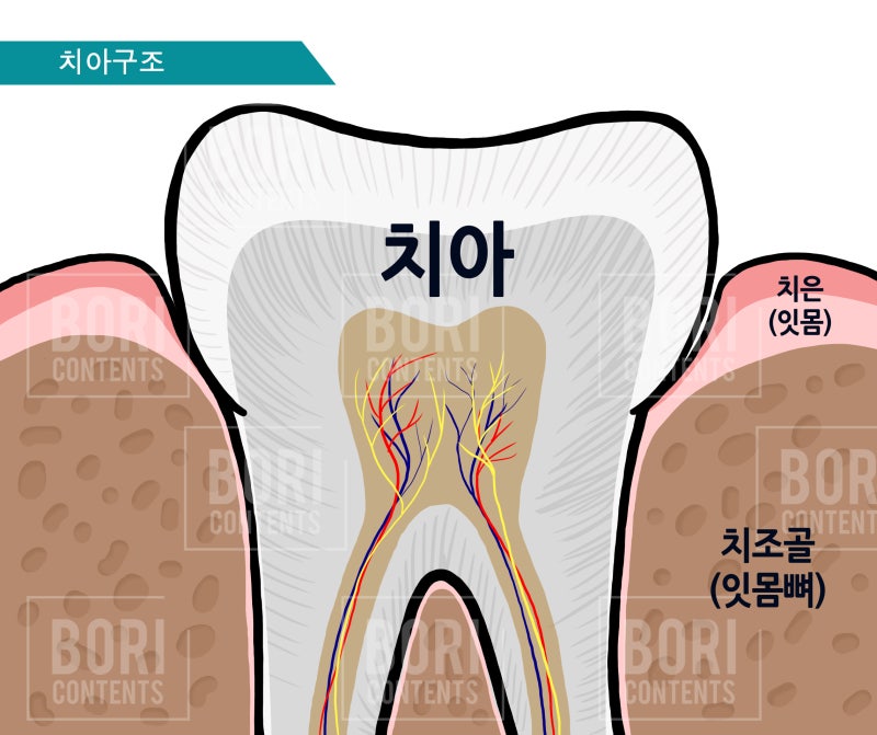 뉴스에서도 강조하는 치주질환 구강검진의 중요성_구강검진시기_잇몸병 예방하자_풍치 증상_풍치 예방 사진 4
