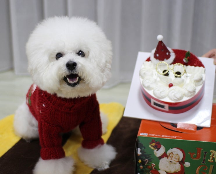  비숑프리제 똥또롱:) 파리바게트 크리스마스 케이크 먹자~