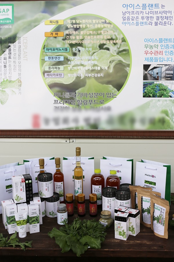  아이스플랜트 쌈채소 만났어요^^