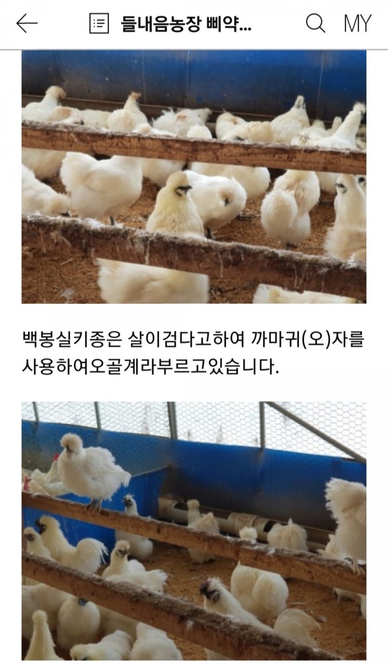 백봉오골계병아리분양 : 네이버 블로그