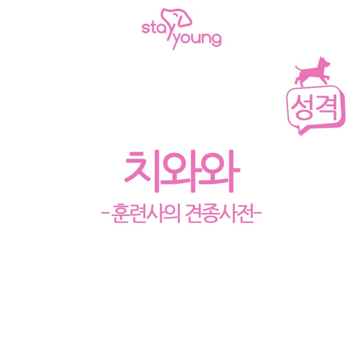  [훈련사의 견종 사전] 알고 기르자! 치와와 편