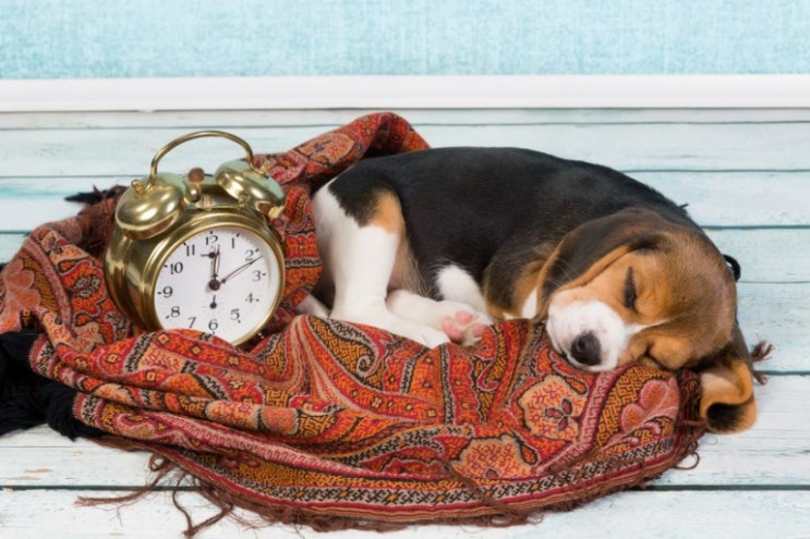 애견장례식장[레인보우엔젤]강아지의 수면은 어느 정도가 좋을까? 혹시 수면 부족은 위험할까?