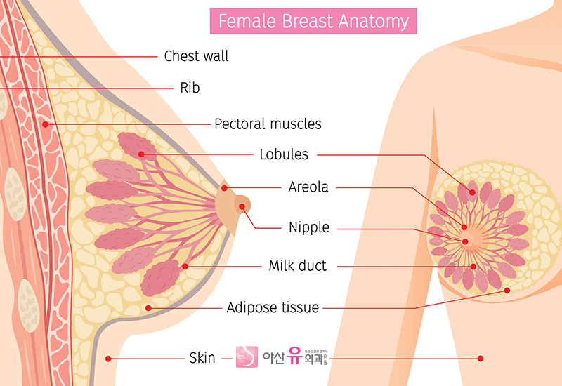 한강로동 유방외과 악성양성종양 적절한 치료 11