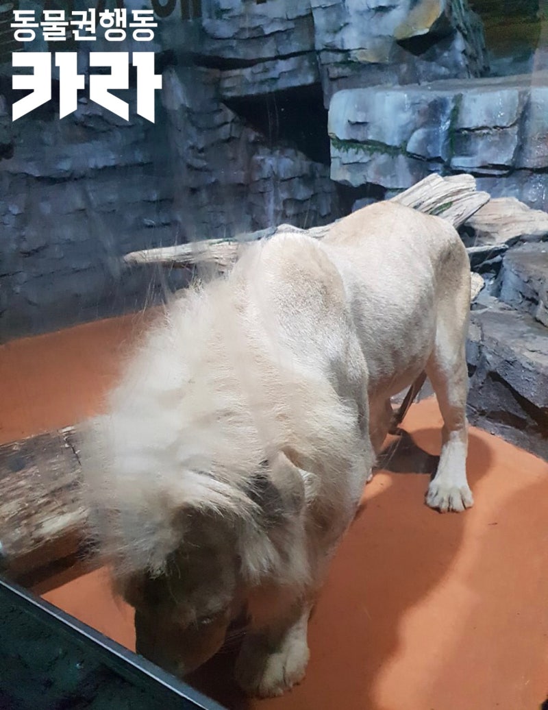 해달 - 위키백과, 우리 모두의 백과사전, image size:800x1036