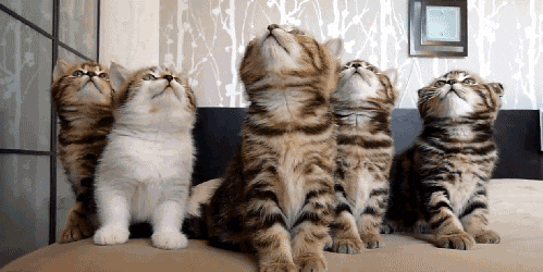  가족의 진함을 보여주는, 귀여운 고양이 움짤 1편!!~
