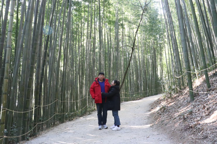  담양 여행코스 죽녹원, 메타세콰이어길