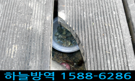  안양 쥐퇴치 쥐퇴치잘하는곳 쥐약 쥐퇴치법 쥐덫 쥐퇴치업체