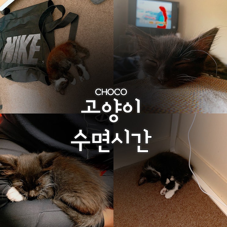  고양이 수면시간 새로운 가족