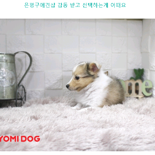  은평구애견샵 감동 받고 선견택하는게 어때요