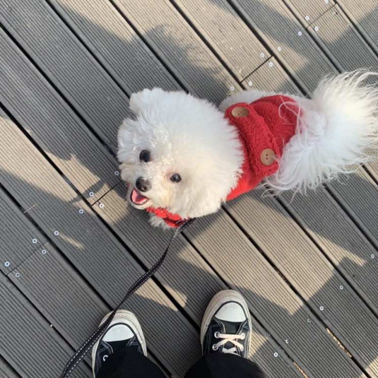 #20190130 별이랑 광교호수공원 산책_빨간 트렌치 코트 입은 별이