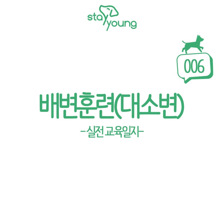  강아지 배변훈련 방법, 어떤 마음으로 시작해야 할까?