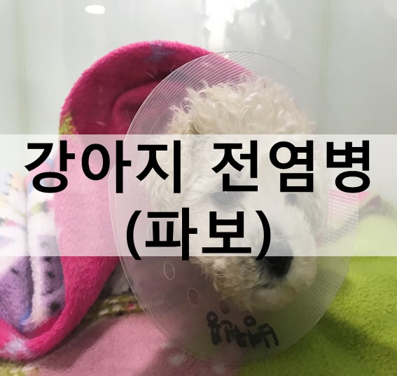  파보 장염, 관악구 동물병원, 봉천동 동물병원, 더블유 동물병원