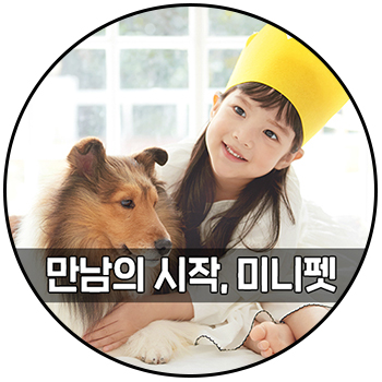  안성강아지분양 애견분양 미니펫에서 인연을 만나보세요 :)
