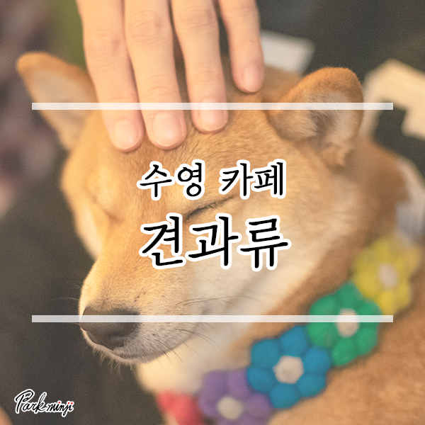  시바견 우빵이가 있는 부산 수영 카페, 견과류❤️