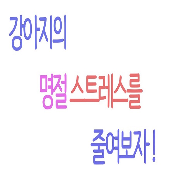  강아지의 명절 스트레스를 줄여보자!