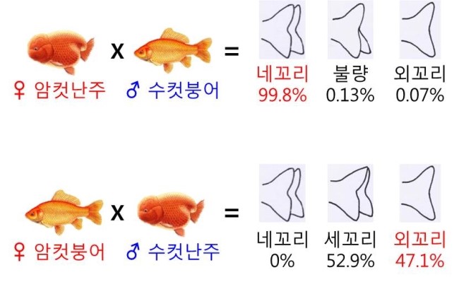 금이의 금붕어 유전학 - Chap.7 금붕어 각 형질의 유전 (2) : 크기, 지느러미, 눈 (완결) : 네이버 블로그