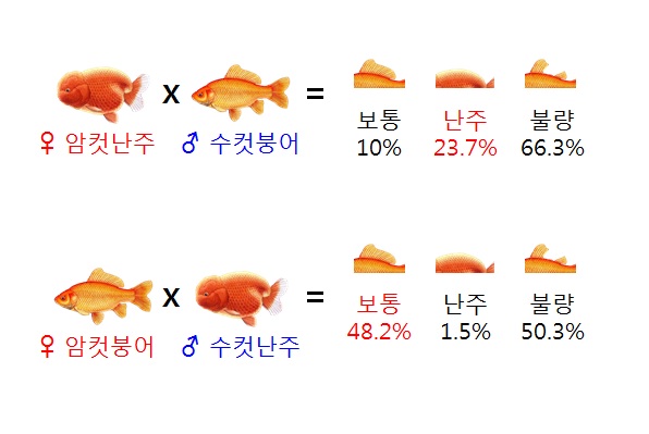 금이의 금붕어 유전학 - Chap.7 금붕어 각 형질의 유전 (2) : 크기, 지느러미, 눈 (완결) : 네이버 블로그