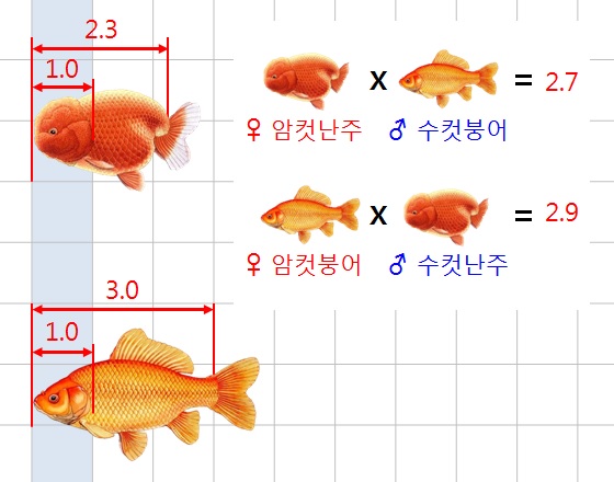 금이의 금붕어 유전학 - Chap.7 금붕어 각 형질의 유전 (2) : 크기, 지느러미, 눈 (완결) : 네이버 블로그