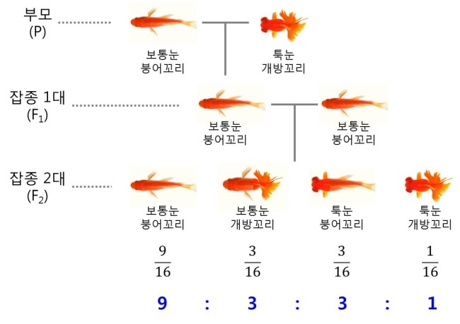 금이의 금붕어 유전학 - Chap.7 금붕어 각 형질의 유전 (2) : 크기, 지느러미, 눈 (완결) : 네이버 블로그