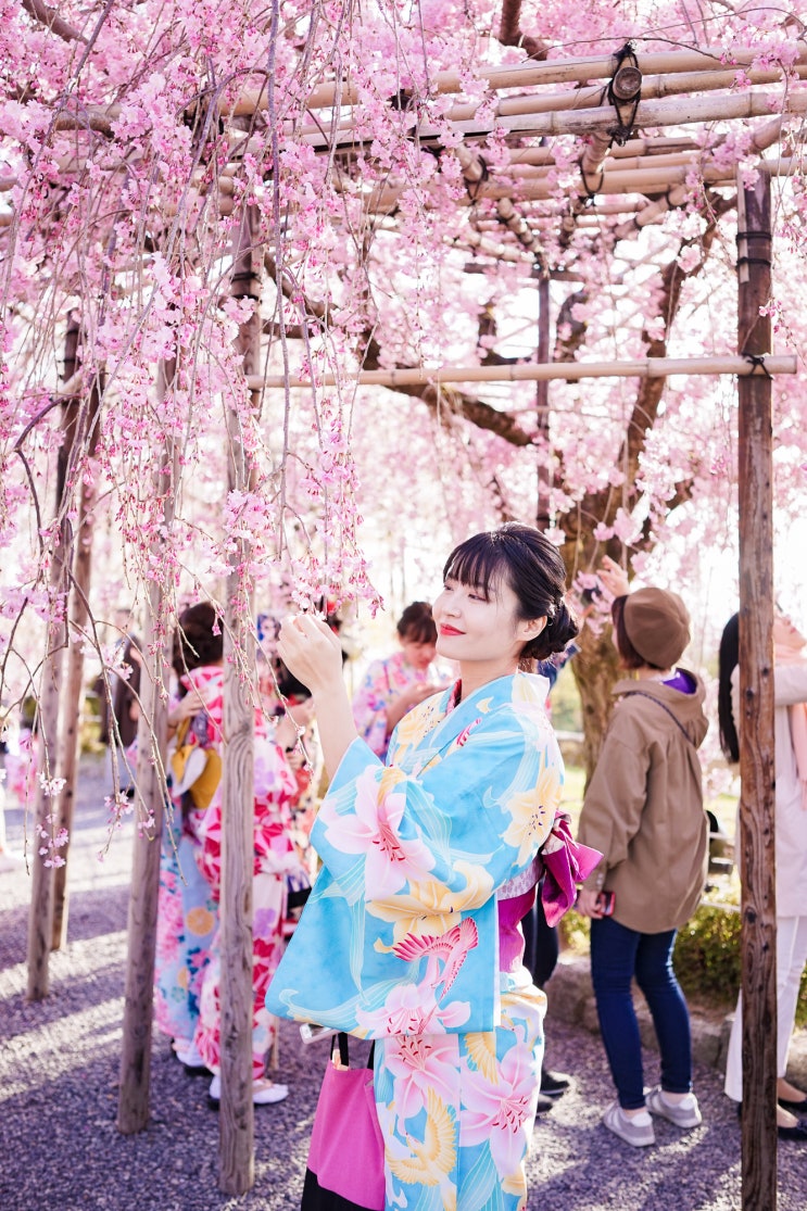 [교토 2일-1] 니시키 시장 먹거리 / 기모노 종일 대여 / 기요미즈데라 청수사 벚꽃 여행 사진