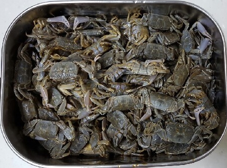  칠게 간장게장과 우리 엄마