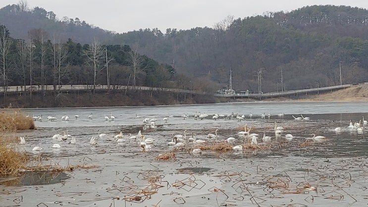 물안개공원 에서 만난 겨울철새 고니 나래짓과 아우름 소리