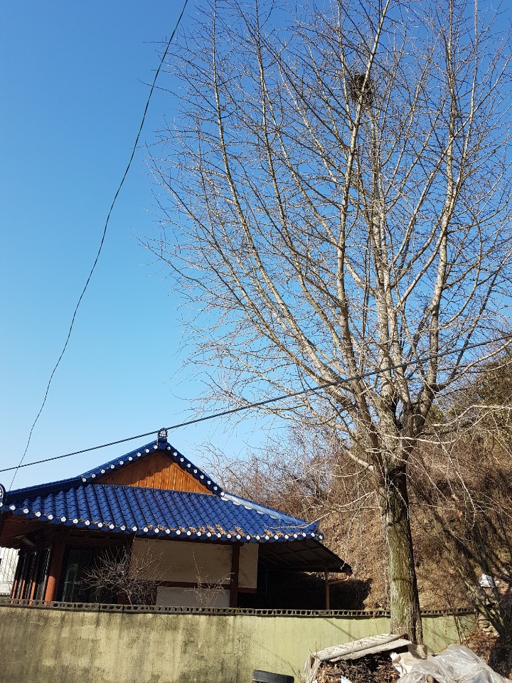  2019 유현동(柳峴洞) 류지앵와(柳枝鶯窩)ㆍ행지작와(杏枝鵲窩) 마을과 설대ㆍ신우대ㆍ해장죽(海藏竹) 배림(背林)의 묘소 이야기