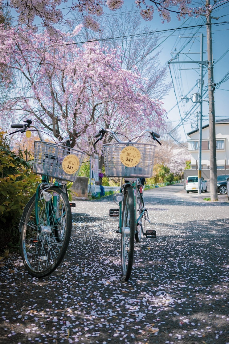[교토 3일 -1] 니시혼간지 / 아라시야마 자전거 대여 / 자전거 타고 금각사까지 라이딩 / 도게츠교 / 벚꽃 여행