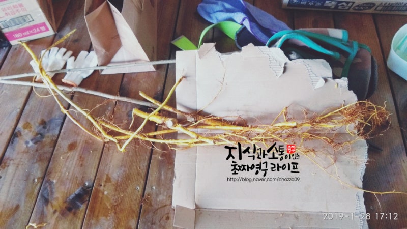 고혈압에좋은차 꾸지뽕이 딱이에요