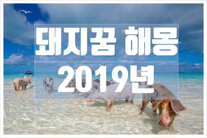  돼지꿈해몽, 돼지꿈을 꿉시다 대박날 징조!