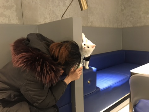  카페 보나파르트 - 전세내고 신나게 뛰어놀다가 온 고양이 꼬비
