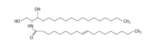  [성분공부]20.세라마이드(Ceramide)