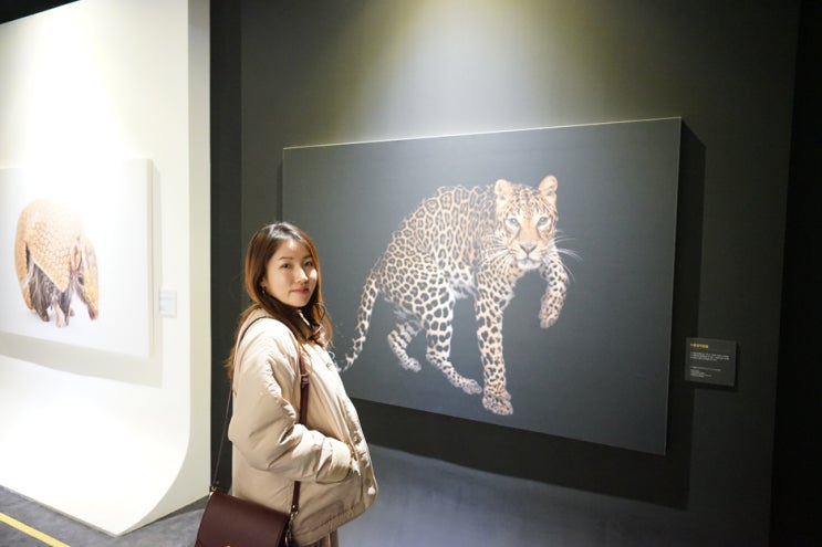  서울 가볼만한 전시회 내셔널지오그래픽 특별전 Photo Ark