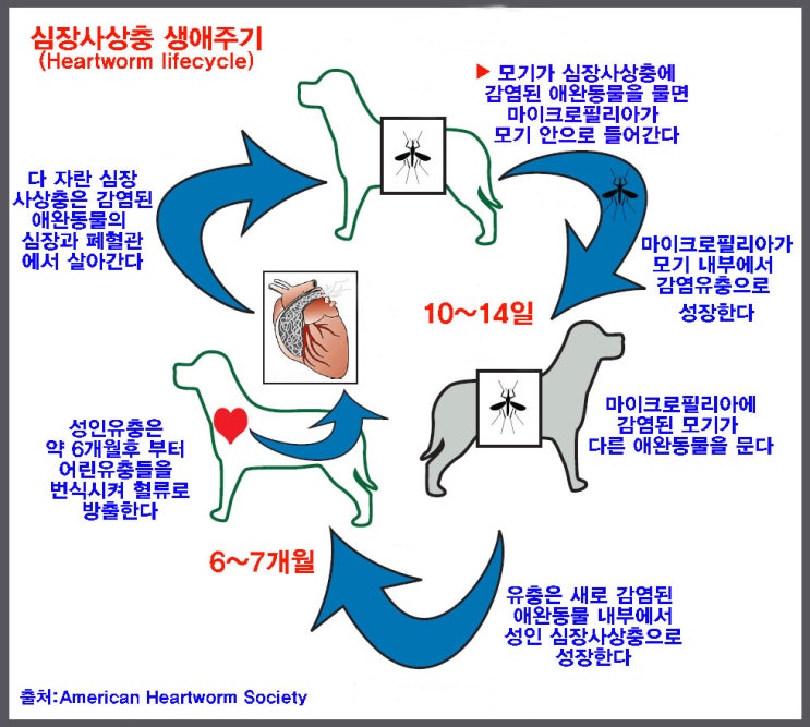  심장사상충 생애주기