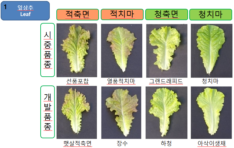 샐러드용 상추 종류